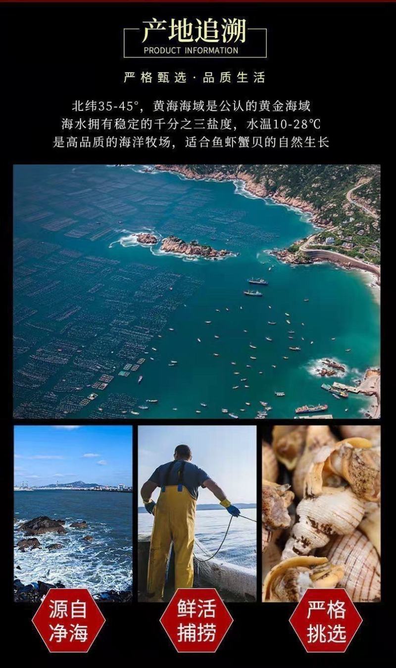 白玉螺新鲜速冻海瓜子贝贝螺红枣螺白灼红烧捞汁海鲜水产批发