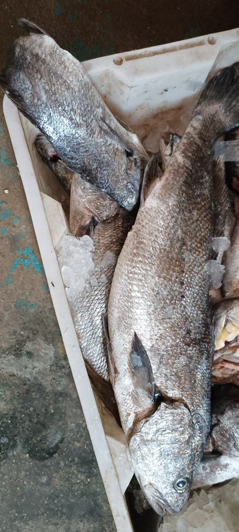 霞浦原产地鮸鱼干海边鱼排晒干腌制晒干