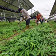 优质黄精苗，原头货源，优质种苗，品质保证，价格实惠。