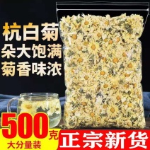 杭白菊大朵菊花茶批发桐乡新货杭白菊去火代用花杭白菊