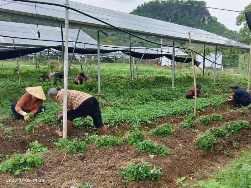 优质黄精苗，原头货源，优质种苗，品质保证，价格实惠。