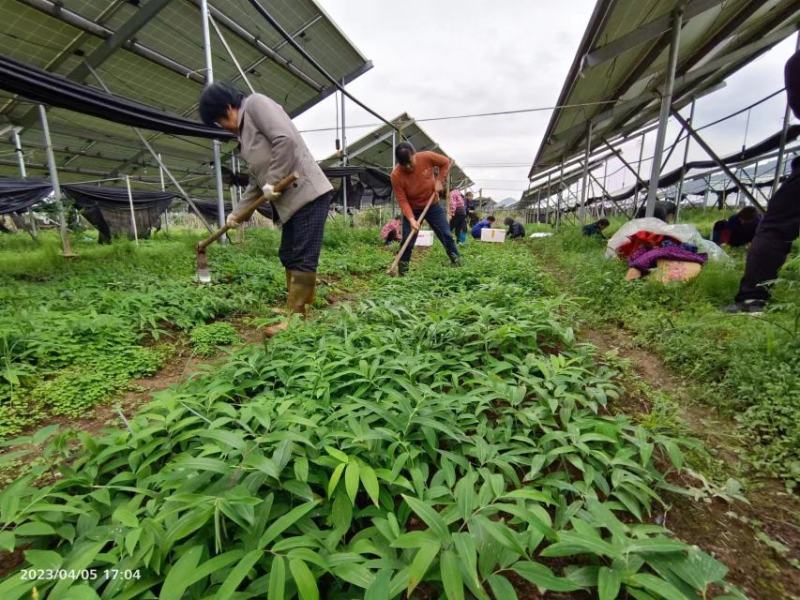 优质黄精苗，原头货源，优质种苗，品质保证，价格实惠。