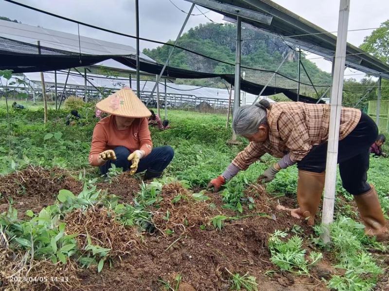 优质黄精苗，原头货源，优质种苗，品质保证，价格实惠。