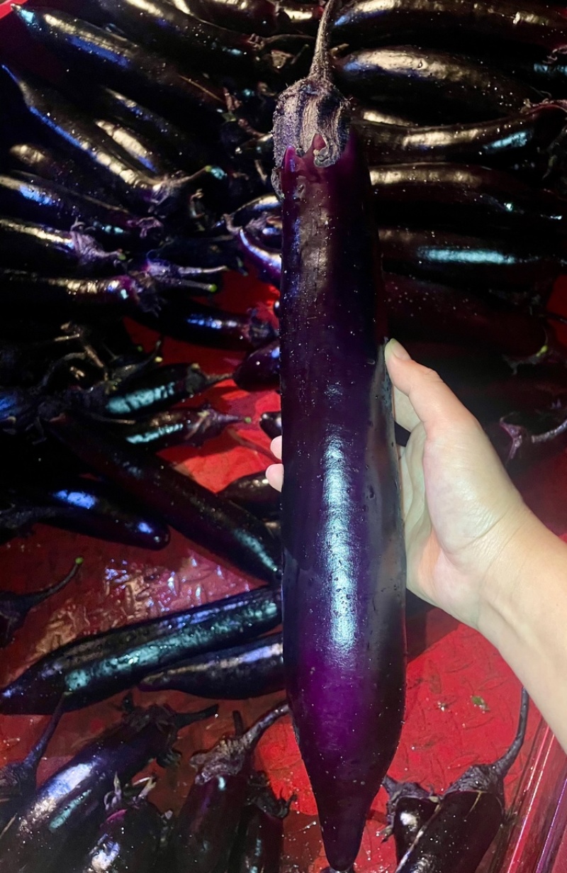 🔥茄子🍆货美价廉品质保证🌻欢迎老板来考察