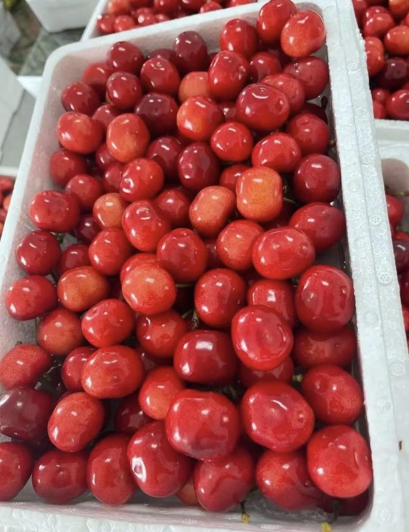 美早樱桃樱桃红灯樱桃大量供应品种齐全供全国商超社区