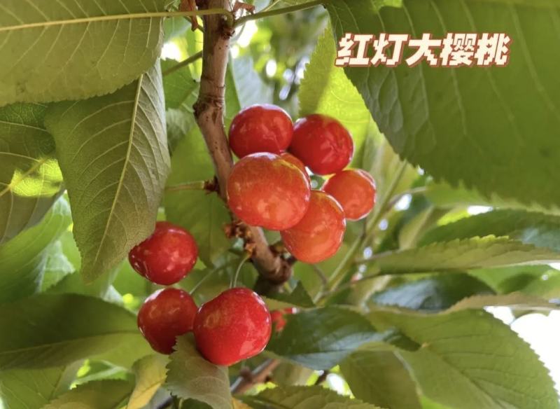 美早樱桃樱桃红灯樱桃大量供应品种齐全供全国商超社区