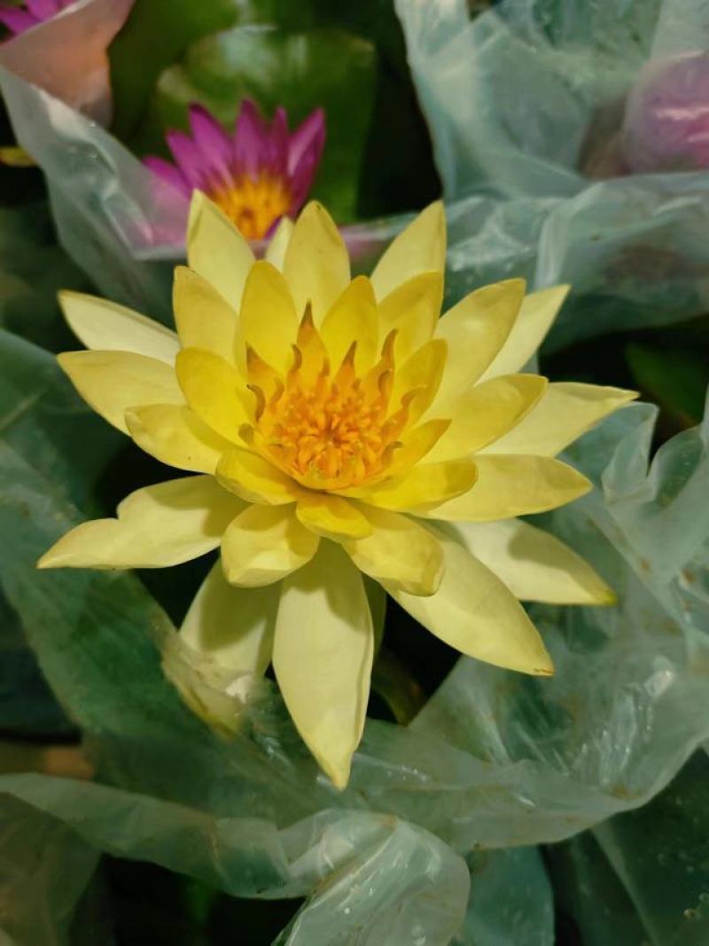 睡莲水生开花绿植植物盆栽好养活易搭理广东产地生产