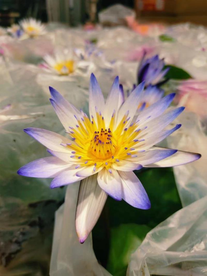 睡莲水生开花绿植植物盆栽好养活易搭理广东产地生产