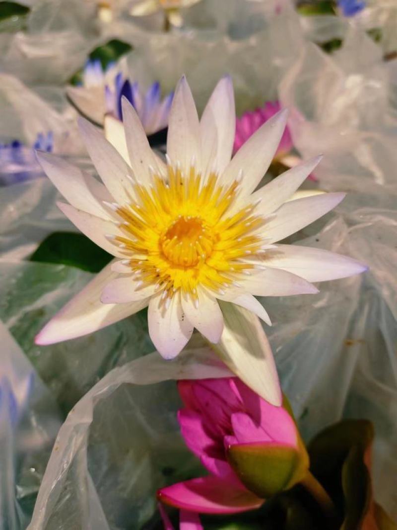 睡莲水生开花绿植植物盆栽好养活易搭理广东产地生产