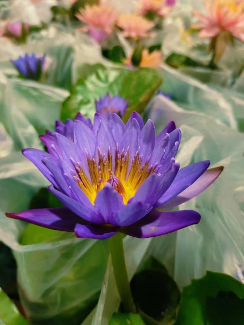 睡莲水生开花绿植植物盆栽好养活易搭理广东产地生产