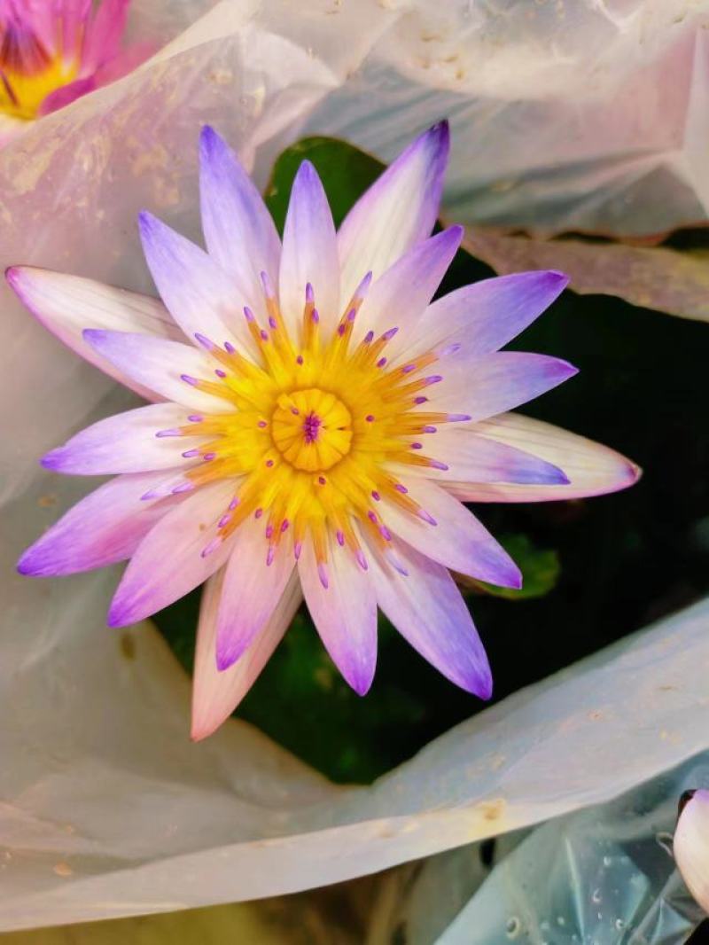 睡莲水生开花绿植植物盆栽好养活易搭理广东产地生产
