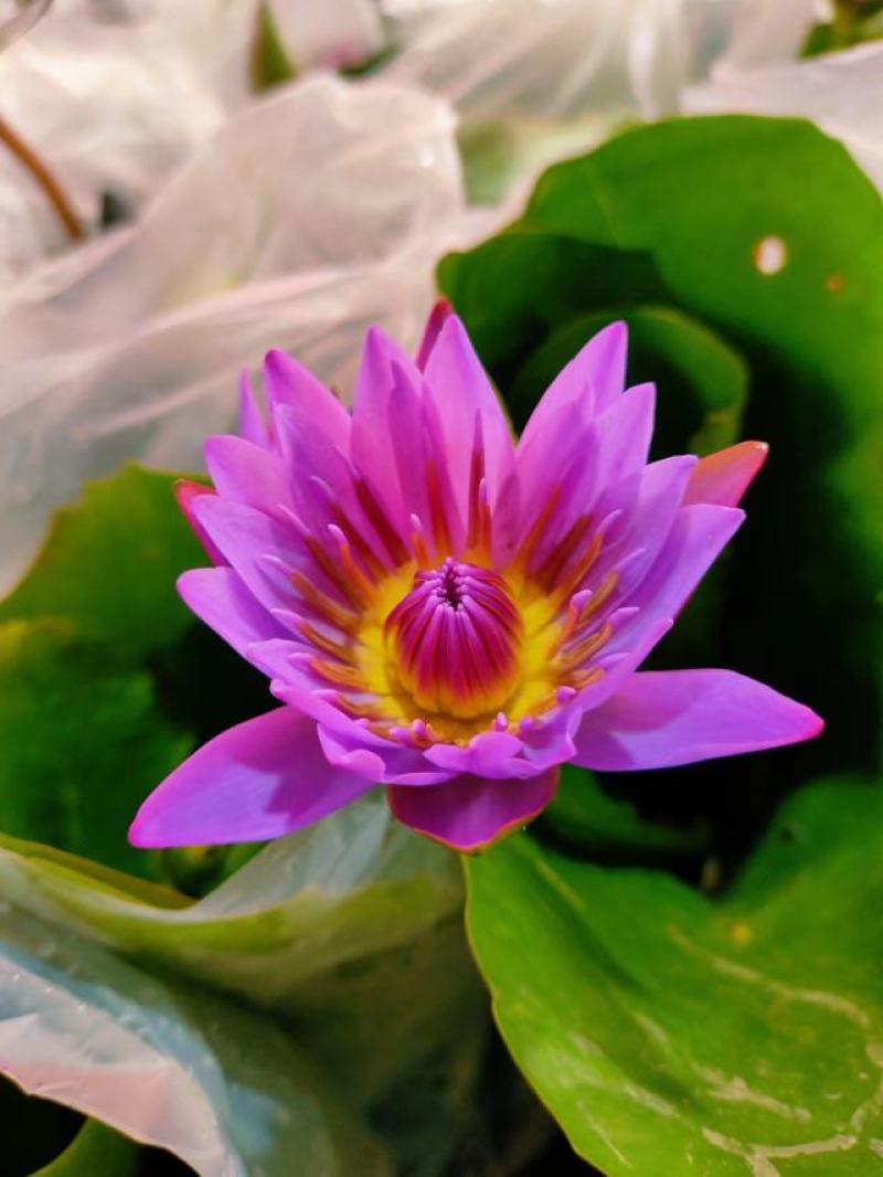 睡莲水生开花绿植植物盆栽好养活易搭理广东产地生产