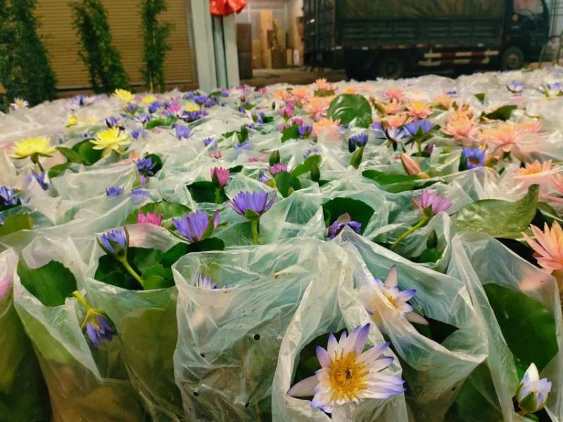 睡莲水生开花绿植植物盆栽好养活易搭理广东产地生产