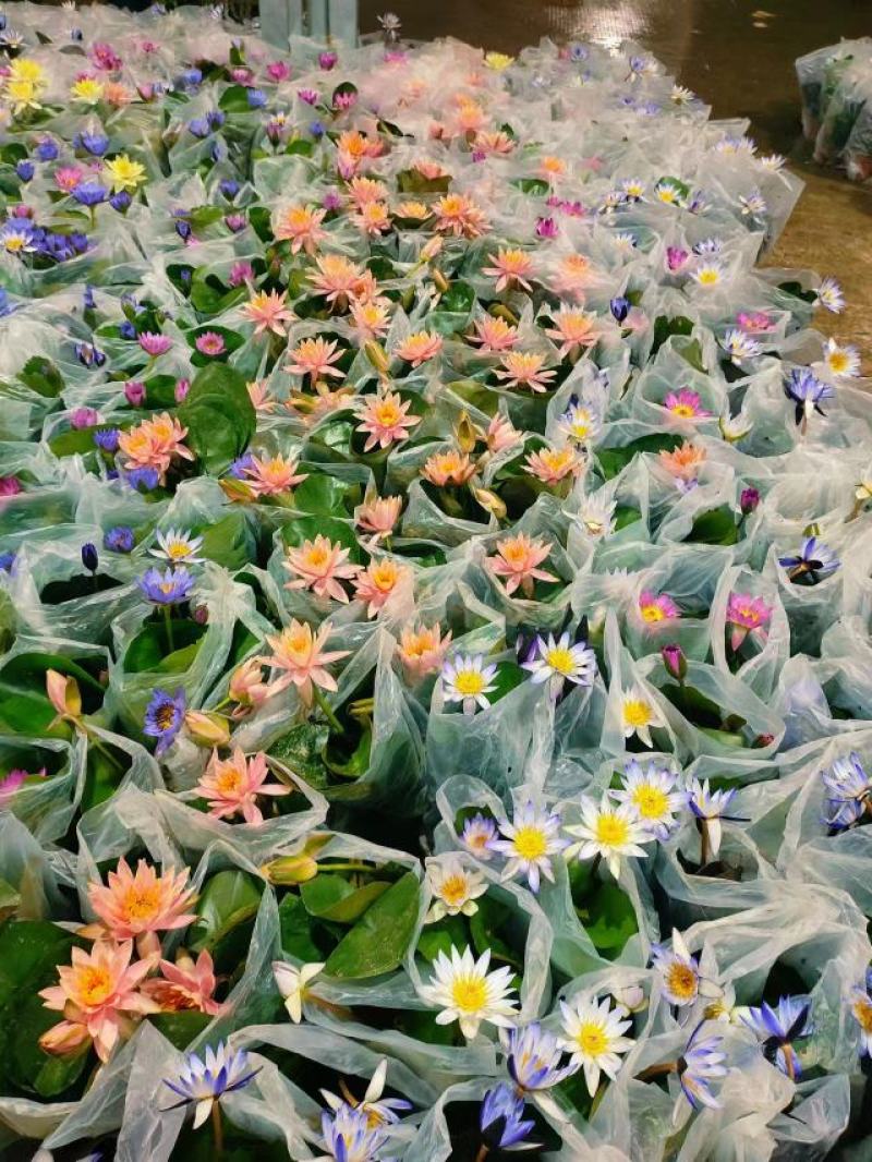 睡莲水生开花绿植植物盆栽好养活易搭理广东产地生产