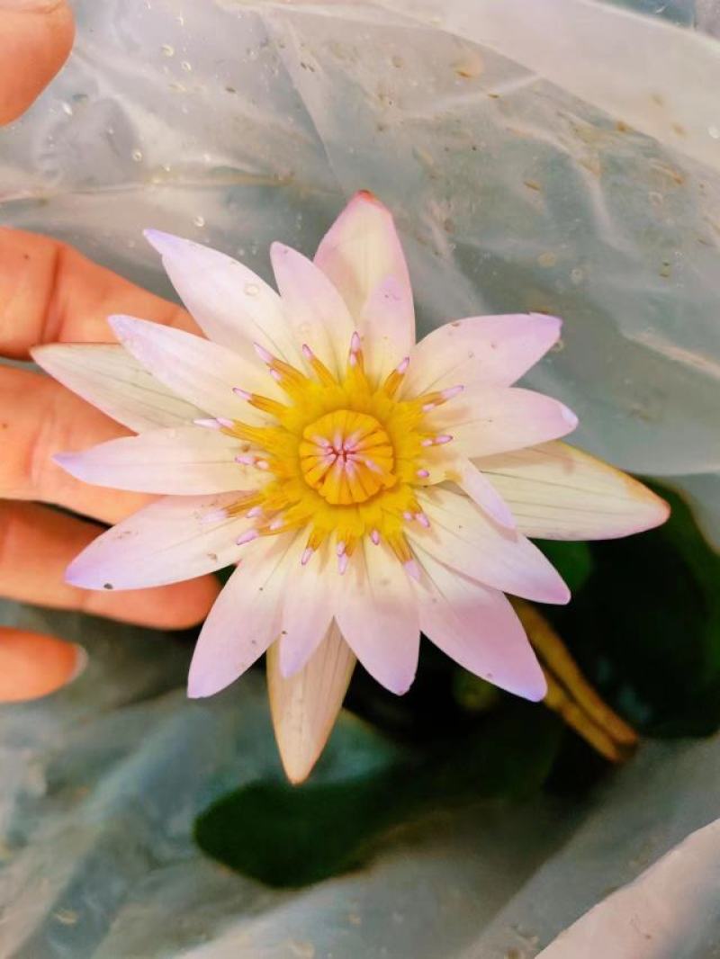 睡莲水生开花绿植植物盆栽好养活易搭理广东产地生产