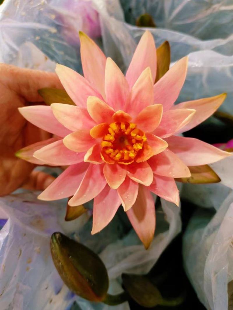 睡莲水生开花绿植植物盆栽好养活易搭理广东产地生产