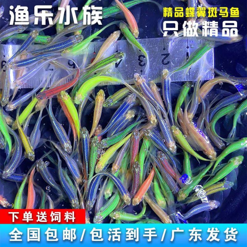 蝶翼斑马长鳍长尾小型热带观赏鱼灯科耐养绿翡翠斑马鱼淡水耐