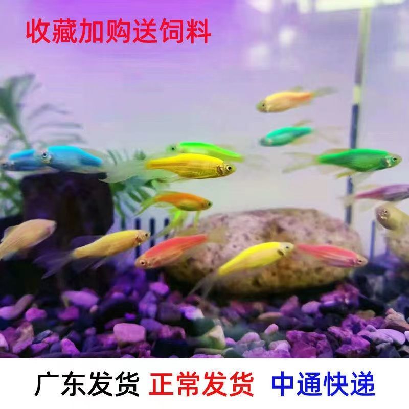 蝶翼斑马长鳍长尾小型热带观赏鱼灯科耐养绿翡翠斑马鱼淡水耐