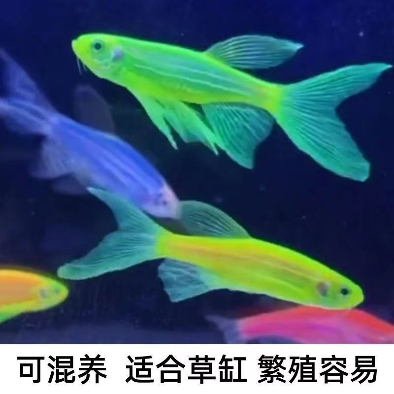 蝶翼斑马长鳍长尾小型热带观赏鱼灯科耐养绿翡翠斑马鱼淡水耐