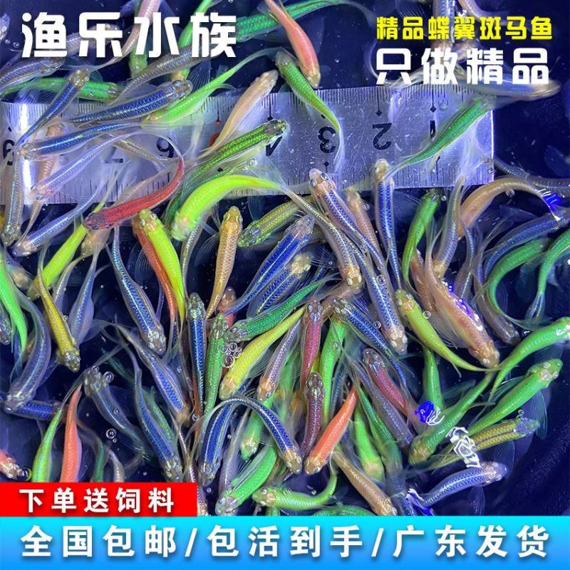 蝶翼斑马长鳍长尾小型热带观赏鱼灯科耐养绿翡翠斑马鱼淡水耐