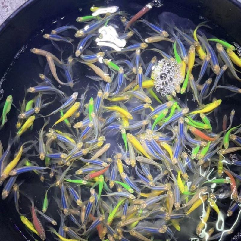 蝶翼斑马长鳍长尾小型热带观赏鱼灯科耐养绿翡翠斑马鱼淡水耐