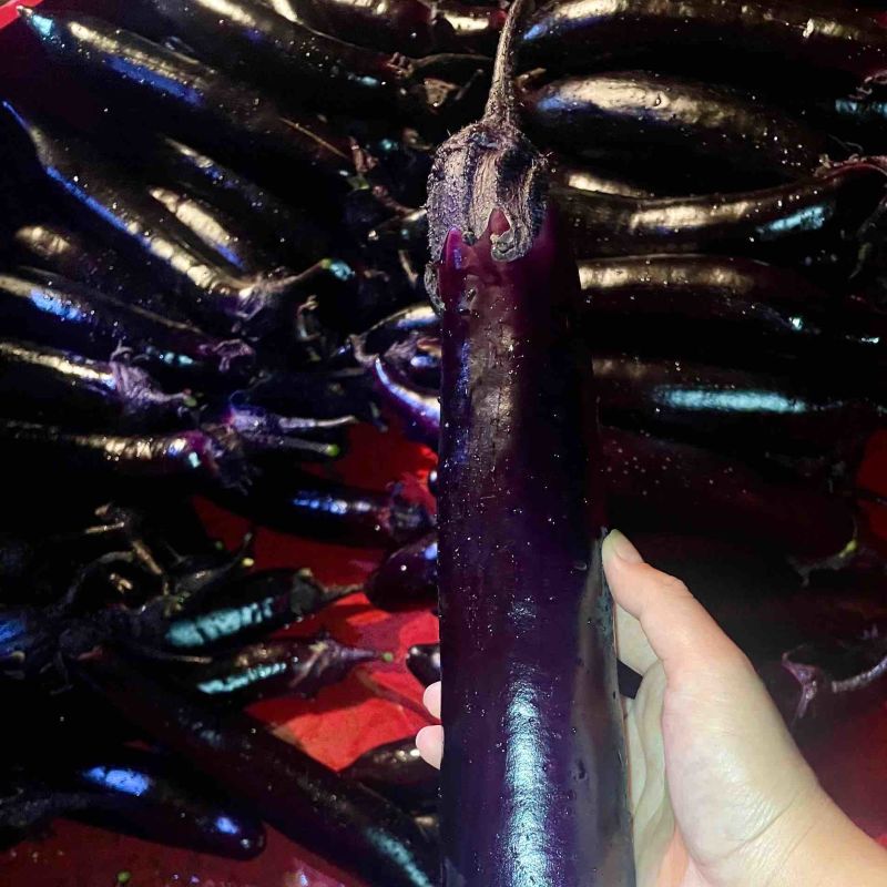 🔥茄子🍆货美价廉品质保证🌻欢迎老板来考察
