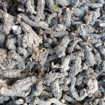 天葵子，别名千年老鼠屎，水洗烘干，干净无杂，产地批发
