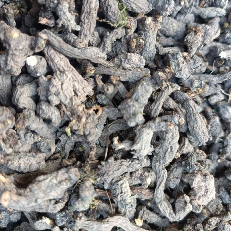 天葵子，别名千年老鼠屎，水洗烘干，干净无杂，产地批发