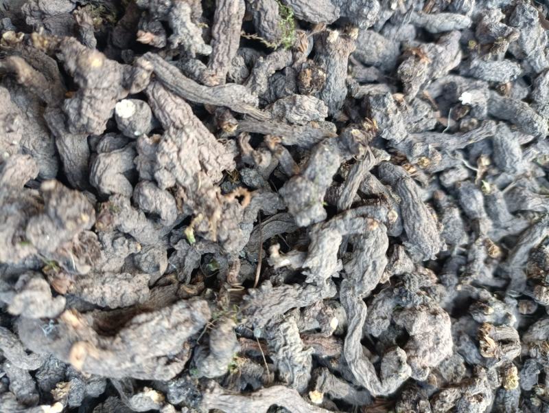 天葵子，别名千年老鼠屎，水洗烘干，干净无杂，产地批发