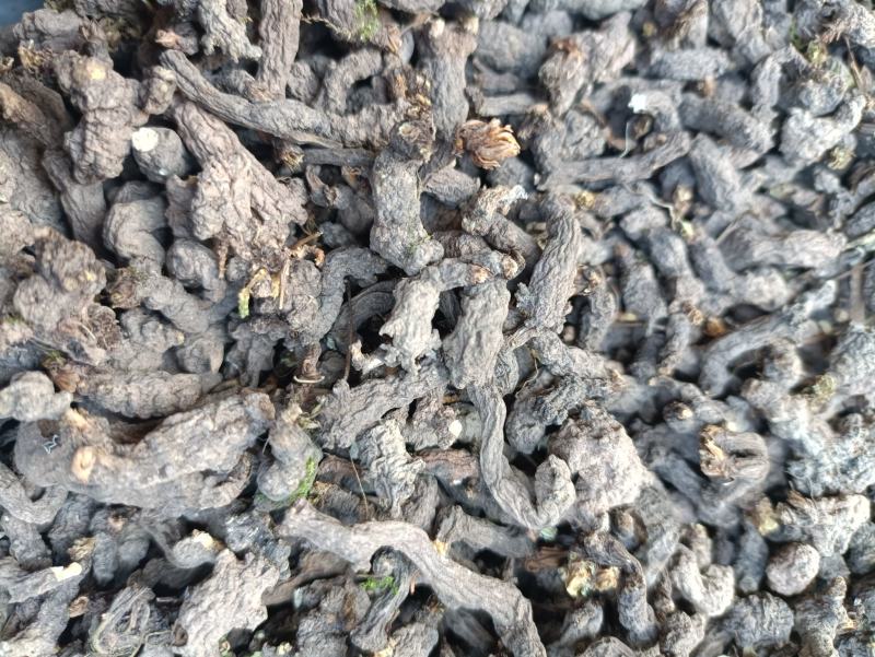 天葵子，别名千年老鼠屎，水洗烘干，干净无杂，产地批发