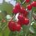 毕节玛瑙红樱桃