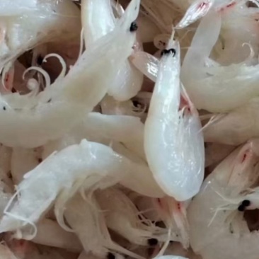 渤海无盐烘干虾皮