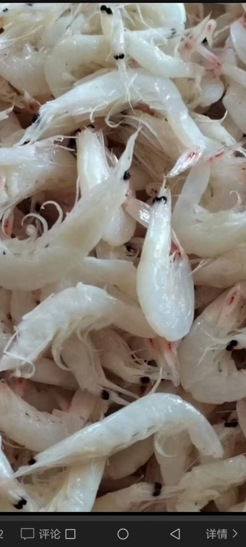 渤海无盐烘干虾皮