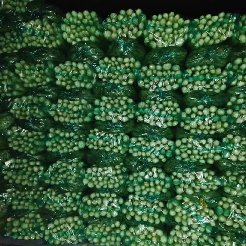 河北芹菜精品芹菜大量有货产地直供一手货源代发全国