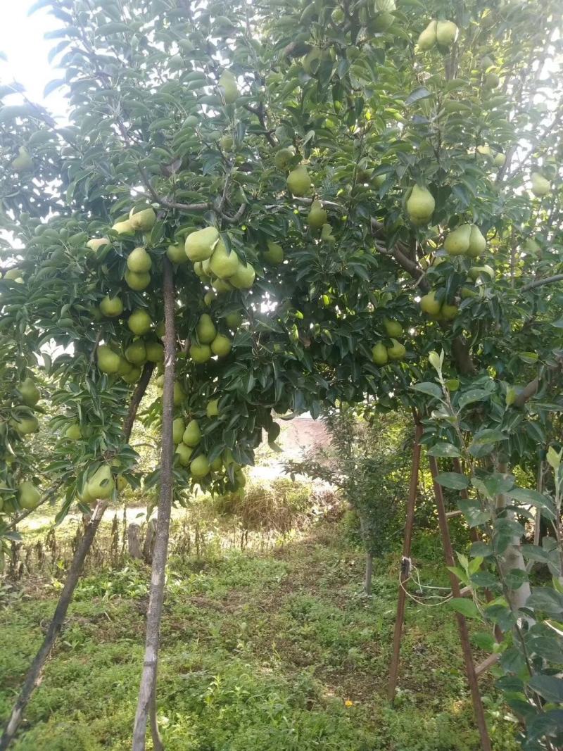 （老树八盘梨）一件代发甘肃省大山里的老树八盘梨