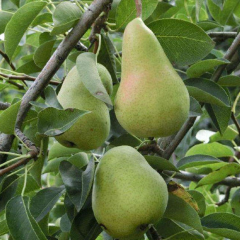 （老树八盘梨）一件代发甘肃省大山里的老树八盘梨