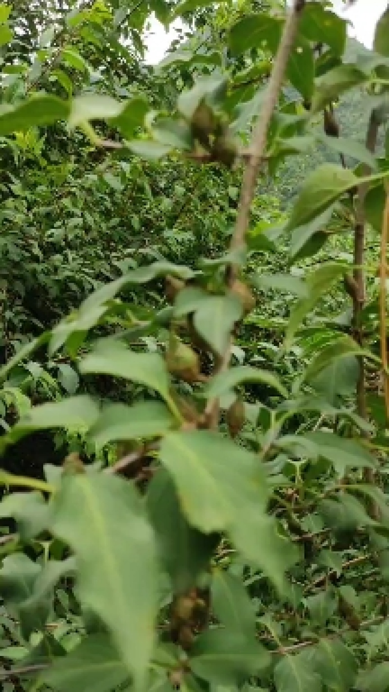 甘肃省陇南高山地区百亩人工种植连翘（三号四号）青翘