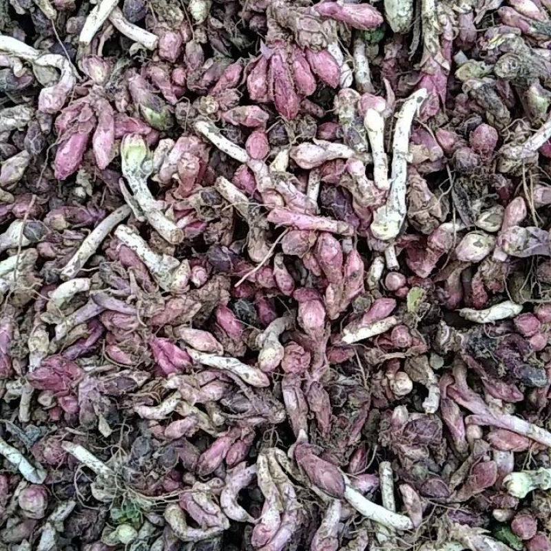 新鲜款冬花甘肃地区高山生长优良品质中药材款冬花