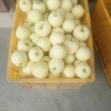 一件代发（新鲜黄元帅）系列苹果24小时发货。皮薄口感脆甜