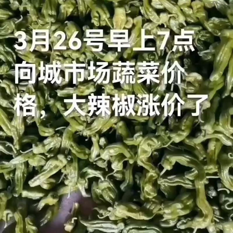 鲜辣椒薄皮辣椒虎皮椒青椒苏椒五号大辣椒