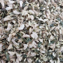 烘干洋槐花，有大货。