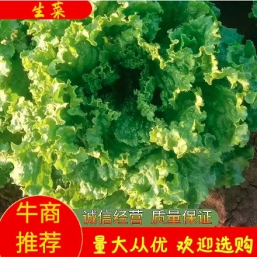 精品青叶散叶生菜价格美丽诚信合作欢迎咨询