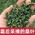 【霜桑叶】精选霜桑叶老树霜桑叶霜后采摘多规格可选包邮