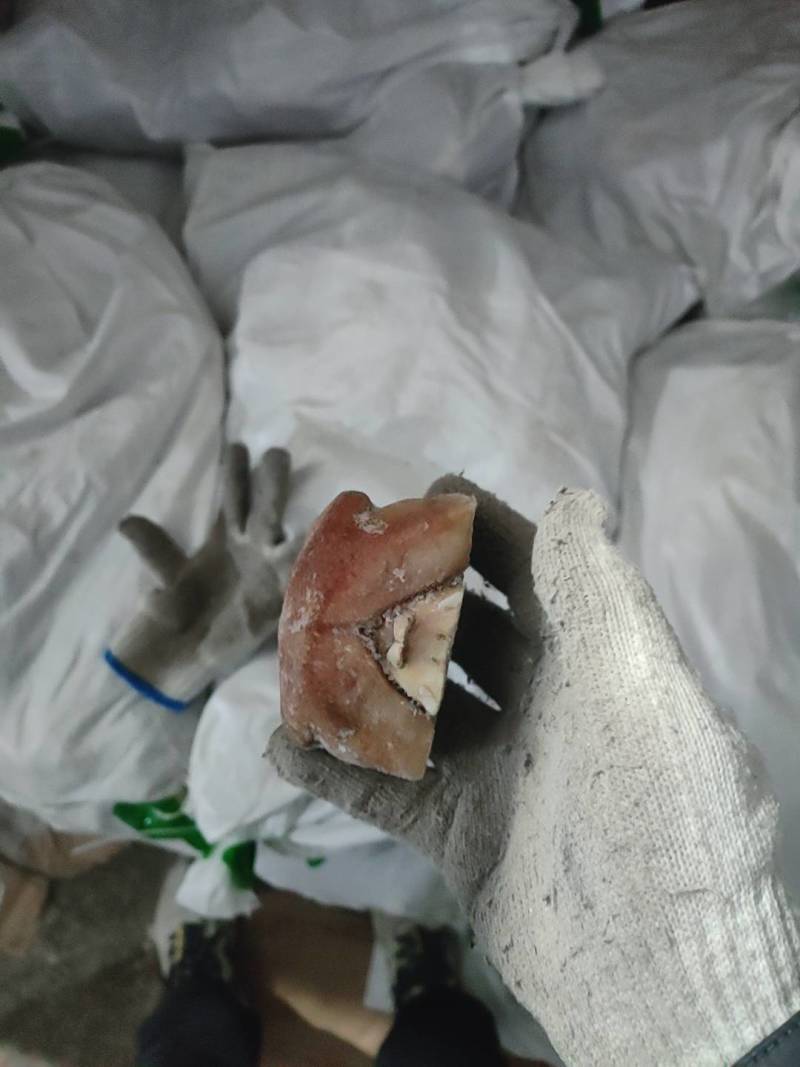 猪鼻子猪拱嘴