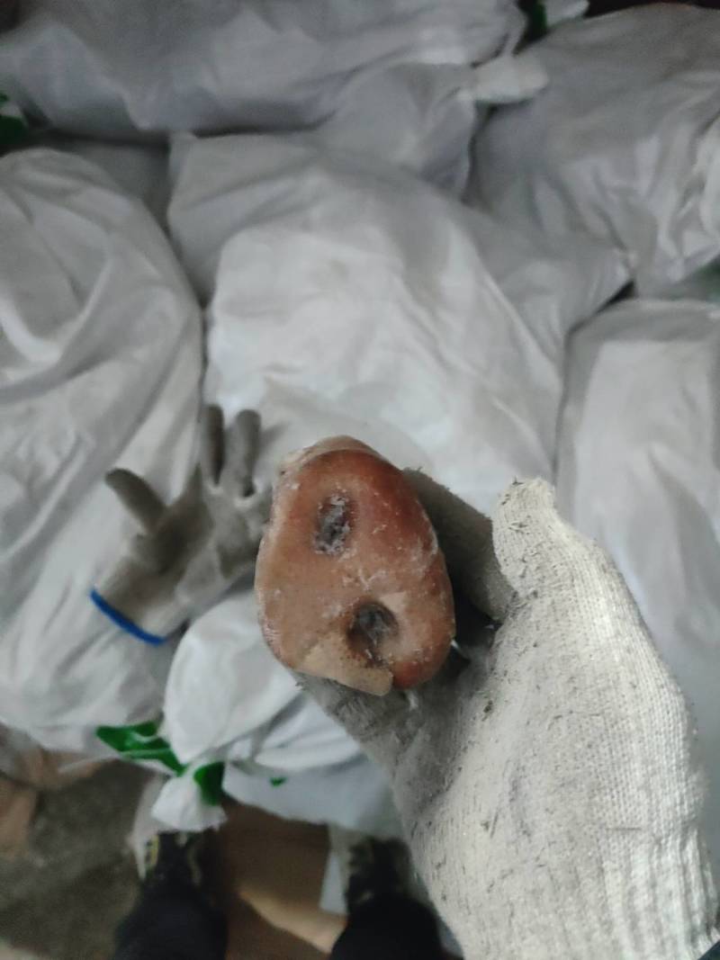 猪鼻子猪拱嘴