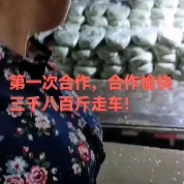 灵宝槐花已上市了，欢迎客商提前下单