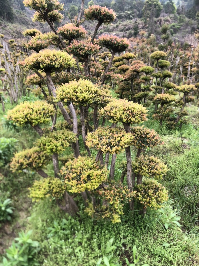 赤楠四季常青绿化赤楠，别墅赤楠，占地赤楠，批发零售价