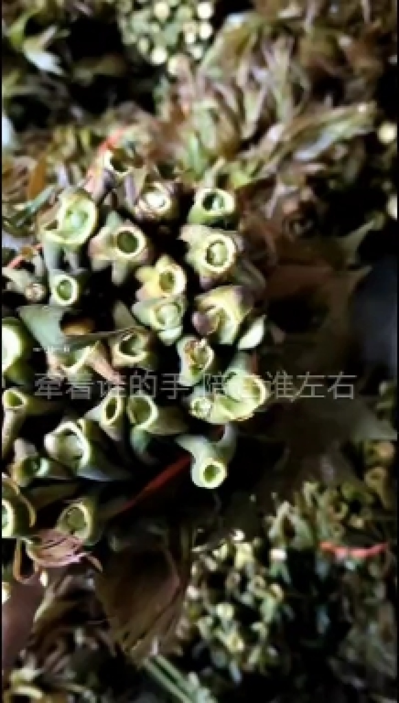 红芽香椿