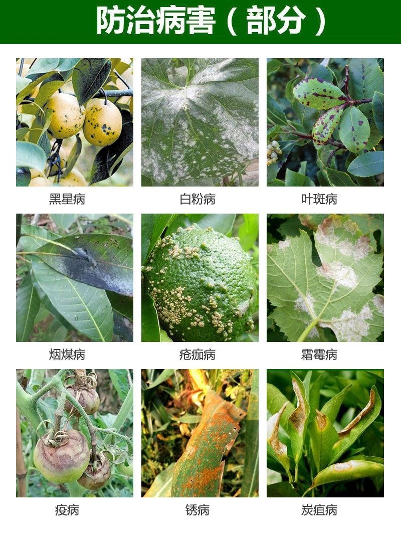 世科姆诺凡霜脲氰嘧菌酯葡萄霜霉病苦瓜芋头西葫芦疫病农药杀
