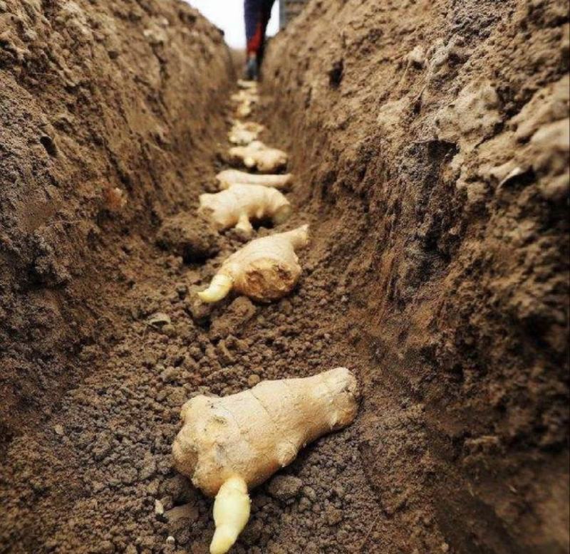 高产姜种培育基地优质高产脱毒姜种批发货源充足全国发货